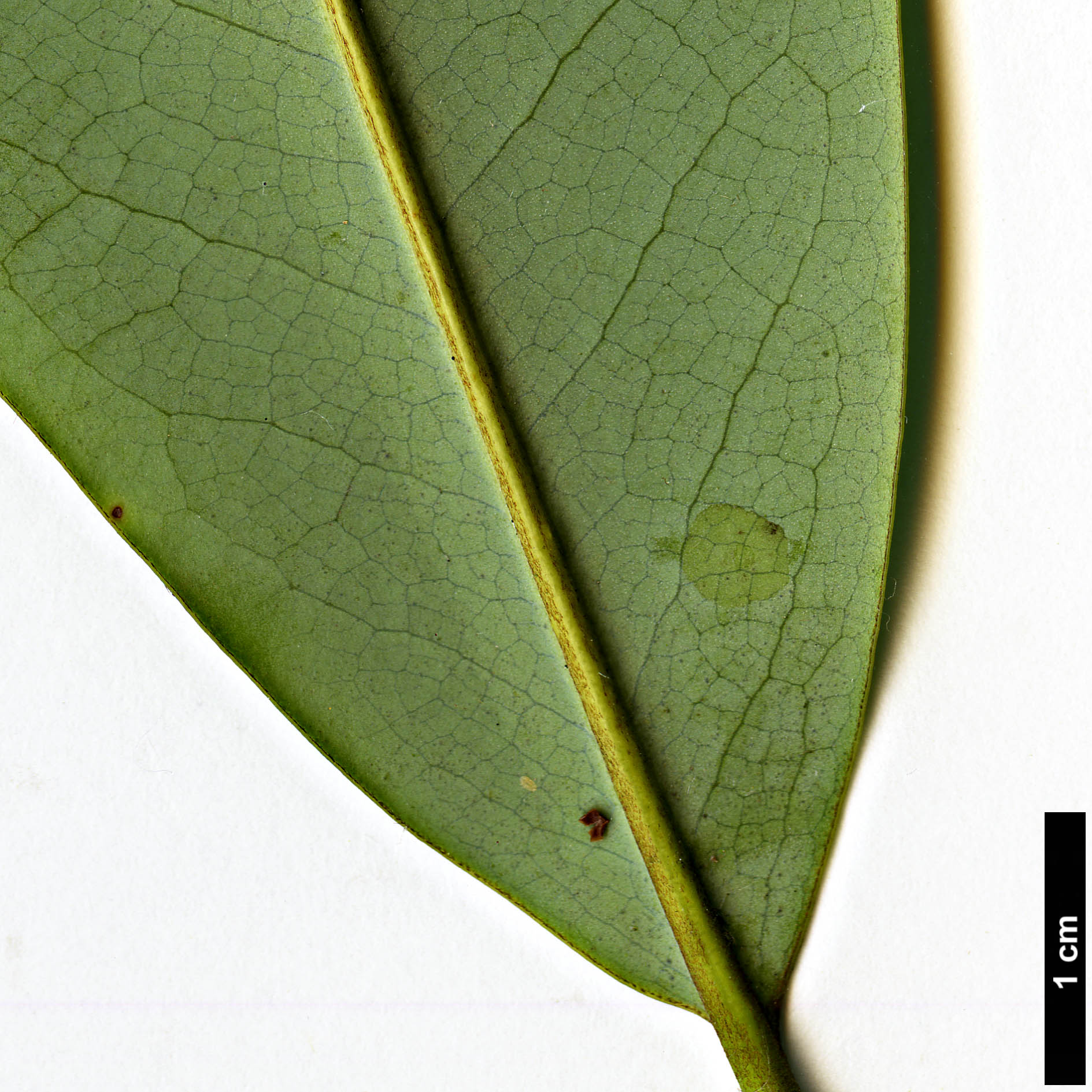 High resolution image: Family: Magnoliaceae - Genus: Magnolia - Taxon: cavaleriei - SpeciesSub: var. platypetala